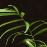 Хамедорея 35/9 фото 2 &mdash; Luxury Plants