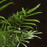 Хамедорея 35/9 фото 3 &mdash; Luxury Plants
