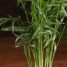 Хамедорея 35/9 фото 4 &mdash; Luxury Plants
