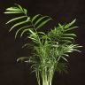 Хамедорея 35/9 фото 5 &mdash; Luxury Plants