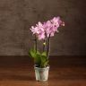 Орхидея Фаленопсис мини  Sogo Sakura D7 фото 2 &mdash; Luxury Plants