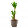 Юкка в кашпо Lechuza Classico LS 35 фото 5 &mdash; Luxury Plants