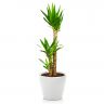 Юкка в кашпо Lechuza Classico LS 35 фото 1 &mdash; Luxury Plants