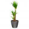 Юкка в кашпо Lechuza Classico LS 35 фото 2 &mdash; Luxury Plants
