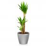 Юкка в кашпо Lechuza Classico LS 35 фото 6 &mdash; Luxury Plants