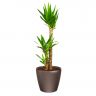Юкка в кашпо Lechuza Classico LS 35 фото 3 &mdash; Luxury Plants