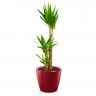Юкка в кашпо Lechuza Classico LS 35 фото 4 &mdash; Luxury Plants