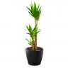 Юкка в кашпо Lechuza Classico LS 35 фото 7 &mdash; Luxury Plants