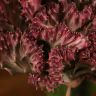 Эуфорбия Лактея розовая 45/14 фото 2 &mdash; Luxury Plants