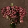 Эуфорбия Лактея розовая 45/14 фото 3 &mdash; Luxury Plants