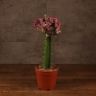 Эуфорбия Лактея розовая 45/14 фото 1 &mdash; Luxury Plants