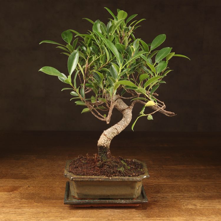 Бонсай Фикус Ретуса 40 см фото 1 &mdash; Luxury Plants