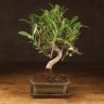 Бонсай Фикус Ретуса 40 см фото 1 &mdash; Luxury Plants