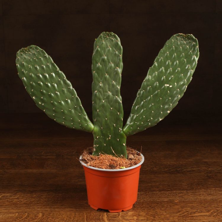 Кактус Опунция консолея 30/12 фото 1 &mdash; Luxury Plants