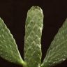 Кактус Опунция консолея 30/12 фото 2 &mdash; Luxury Plants