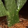 Кактус Опунция консолея 30/12 фото 4 &mdash; Luxury Plants