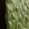 Кактус Опунция консолея 30/12 фото 5 &mdash; Luxury Plants