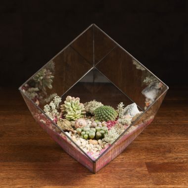 Флорариум "Планета Глизе" с суккулентами 30х15 &mdash; Luxury Plants