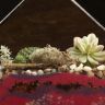 Флорариум "Планета Глизе" с суккулентами 30х15 фото 5 &mdash; Luxury Plants