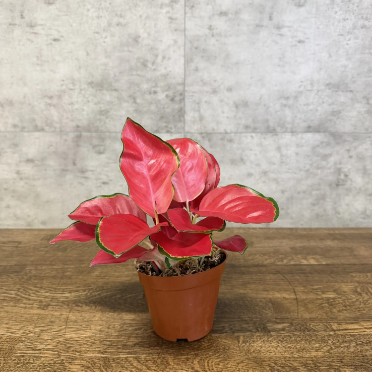 Аглаонема Чайна Ред 25/12 фото 1 &mdash; Luxury Plants