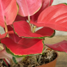 Аглаонема Чайна Ред 25/12 фото 3 &mdash; Luxury Plants