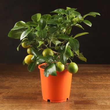 Цитрус Лиметта Россо 35/14 &mdash; Luxury Plants