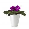 Фиалка в кашпо Lechuza Deltini фото 1 &mdash; Luxury Plants