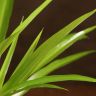 Хлорофитум Хохлатый 30/12 фото 5 &mdash; Luxury Plants