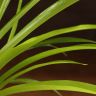 Хлорофитум Хохлатый 30/12 фото 2 &mdash; Luxury Plants