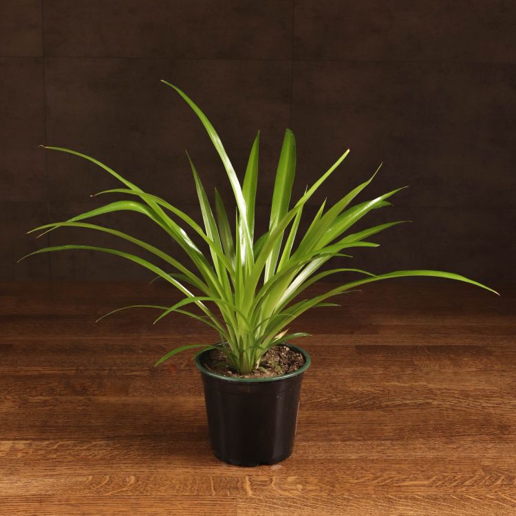 Хлорофитум Хохлатый 30/12 фото 1 &mdash; Luxury Plants