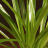 Хлорофитум Хохлатый 30/12 фото 3 &mdash; Luxury Plants