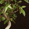 Бонсай Яблоня бирюзовый овал 40 см фото 5 &mdash; Luxury Plants