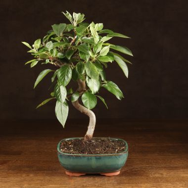 Бонсай Яблоня бирюзовый овал 40 см &mdash; Luxury Plants