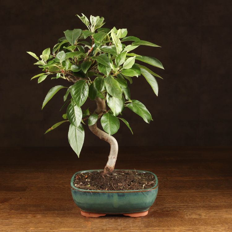 Бонсай Яблоня бирюзовый овал 40 см фото 1 &mdash; Luxury Plants