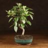 Бонсай Яблоня бирюзовый овал 40 см фото 1 &mdash; Luxury Plants