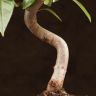 Бонсай Яблоня бирюзовый овал 40 см фото 4 &mdash; Luxury Plants