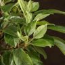 Бонсай Яблоня бирюзовый овал 40 см фото 2 &mdash; Luxury Plants