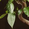 Бонсай Яблоня бирюзовый овал 40 см фото 3 &mdash; Luxury Plants