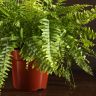 Нефролепис Бостон Блю Белл 45/17 фото 3 &mdash; Luxury Plants