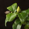 Лимонное дерево 90/21 в желтом горшке фото 2 &mdash; Luxury Plants