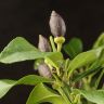 Лимонное дерево 90/21 в желтом горшке фото 4 &mdash; Luxury Plants