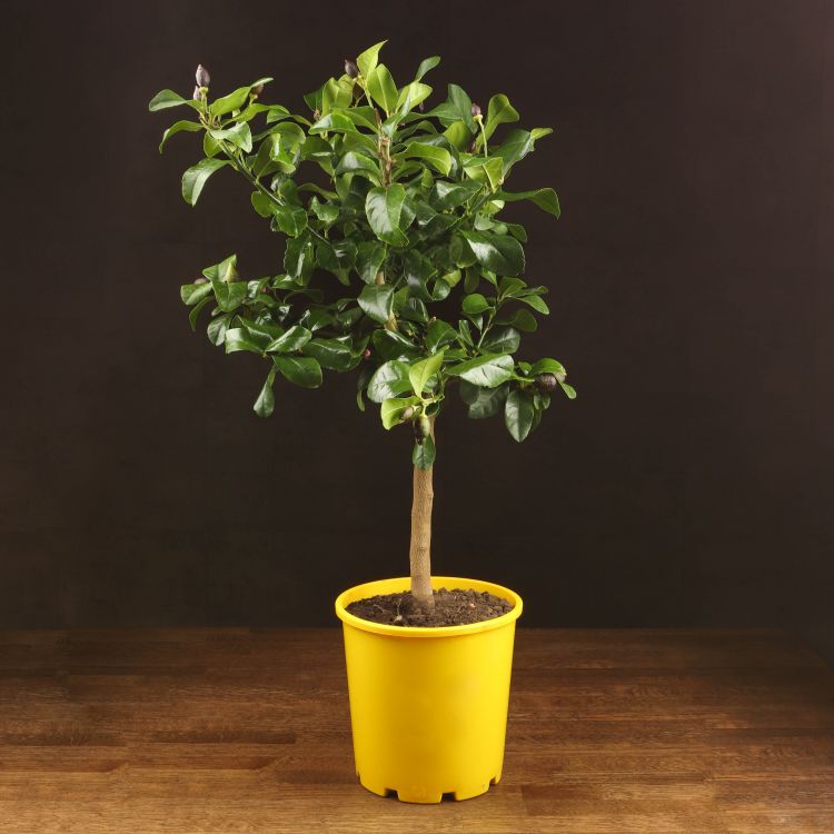 Лимонное дерево 90/21 в желтом горшке фото 1 &mdash; Luxury Plants