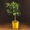 Лимонное дерево 90/21 в желтом горшке фото 1 &mdash; Luxury Plants
