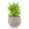 Фикус Бенджамина Кинки в кашпо Lechuza Puro фото 2 &mdash; Luxury Plants
