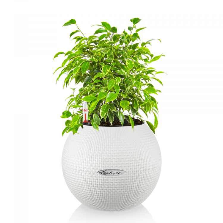Фикус Бенджамина Кинки в кашпо Lechuza Puro фото 1 &mdash; Luxury Plants