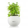 Фикус Бенджамина Кинки в кашпо Lechuza Puro фото 1 &mdash; Luxury Plants