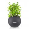 Фикус Бенджамина Кинки в кашпо Lechuza Puro фото 3 &mdash; Luxury Plants