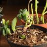 Суккулент микс д10 уценка фото 4 &mdash; Luxury Plants