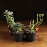 Суккулент микс д10 уценка фото 1 &mdash; Luxury Plants