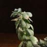 Суккулент микс д10 уценка фото 3 &mdash; Luxury Plants